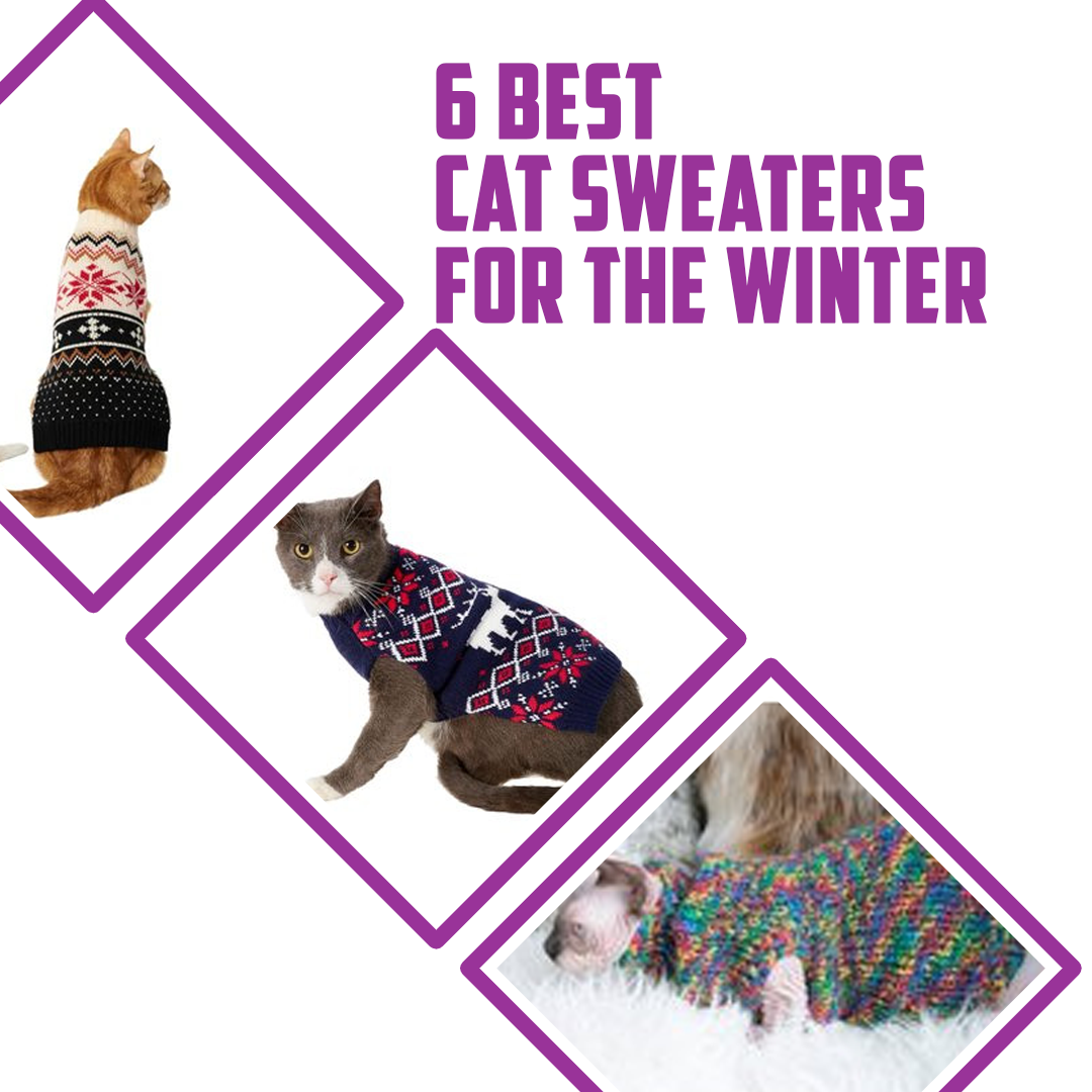 6 Best Cat Sweaters for the Winter