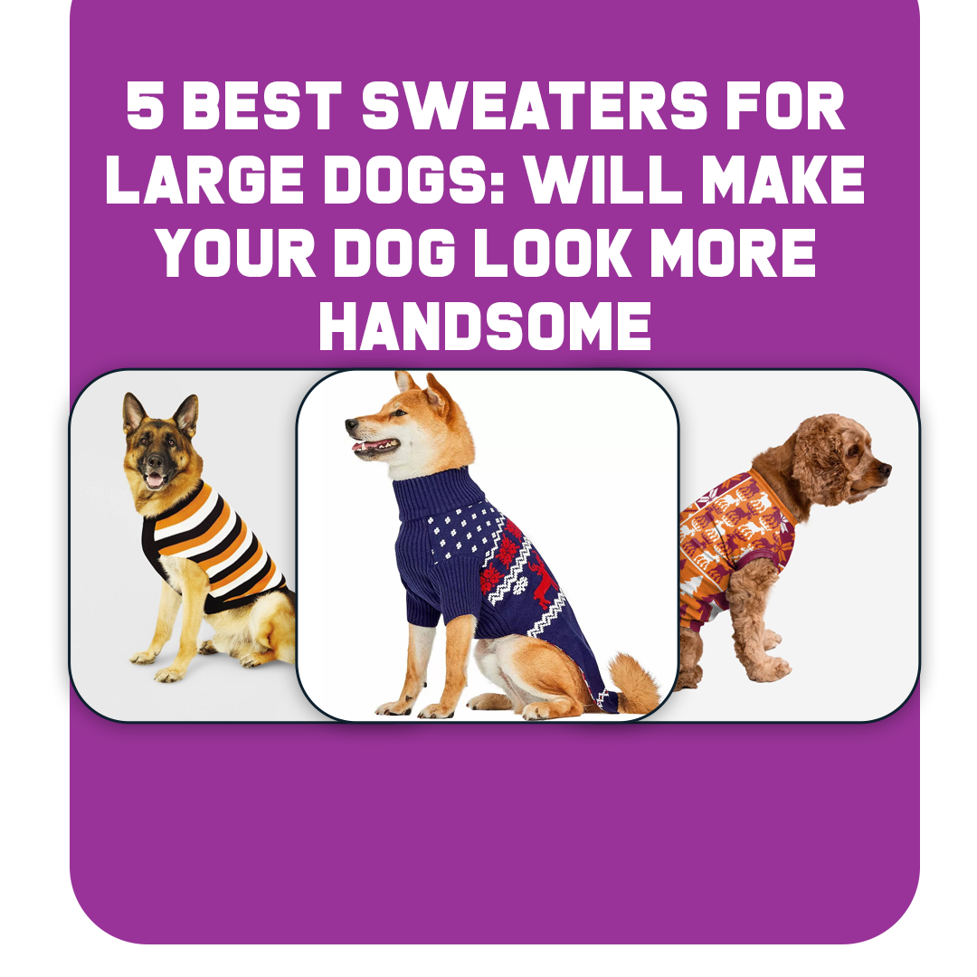 5 Best Sweaters For Large Dogs: Will Make Your Dog Look More Handsome