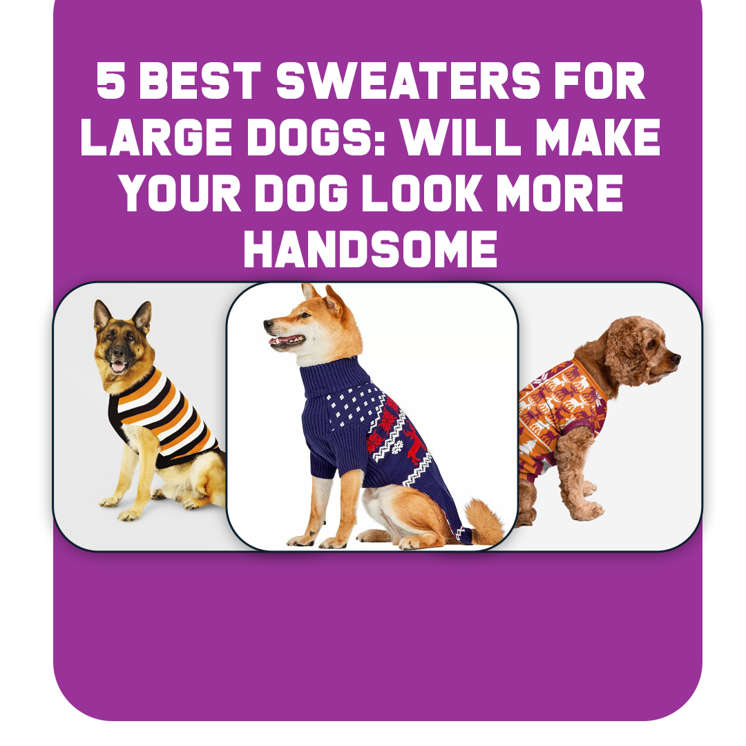 25 Best Sweaters For Women: Will Quickly Become Your Favorites